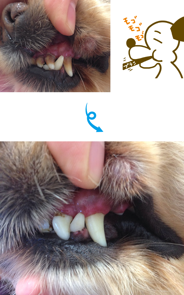 アメリカンコッカ―